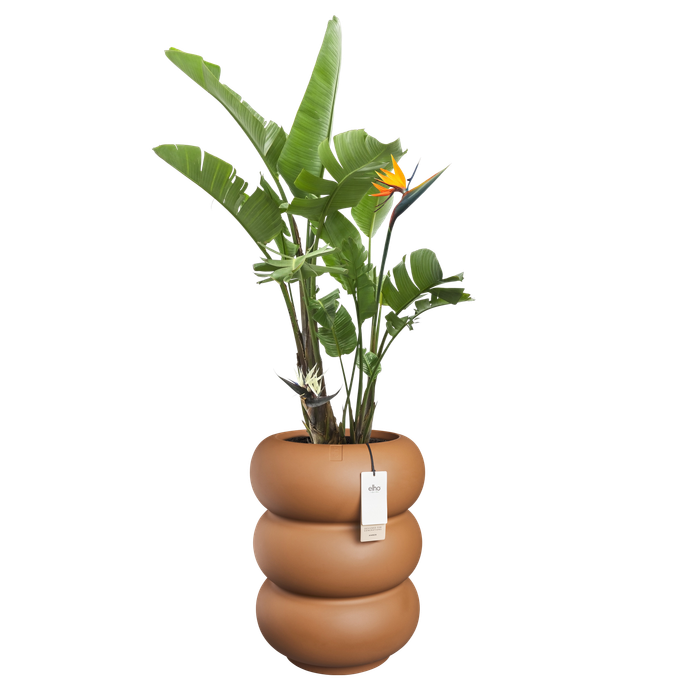 amber roll high 43cm karamell